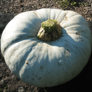 COURGE Bleu de Hongrie - PROMO 2,2 à 2,4 kg -